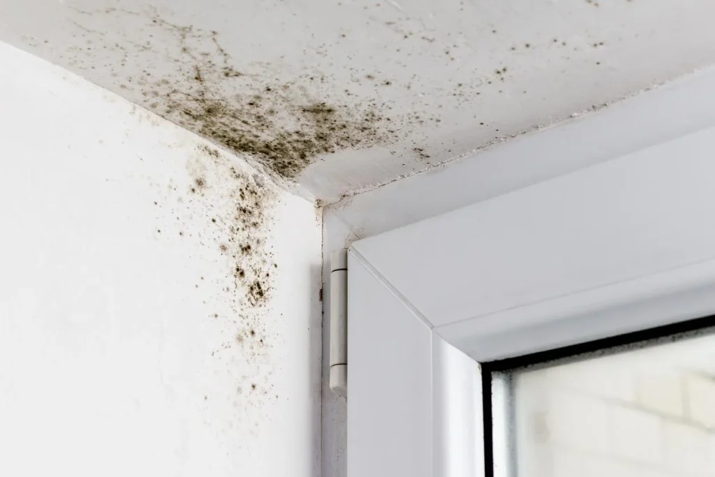 Mold growth in window corner
